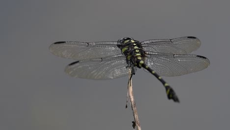 Die-Gemeine-Flanschschwanzlibelle-Kommt-Häufig-In-Thailand-Und-Asien-Vor