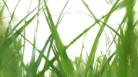 a close up of green grass moving in the wind