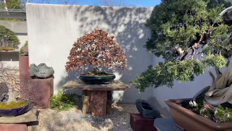 Close-up-of-different-kind-of-beautiful-bonsai´s-exposed-in-an-open-air-botanical-museum