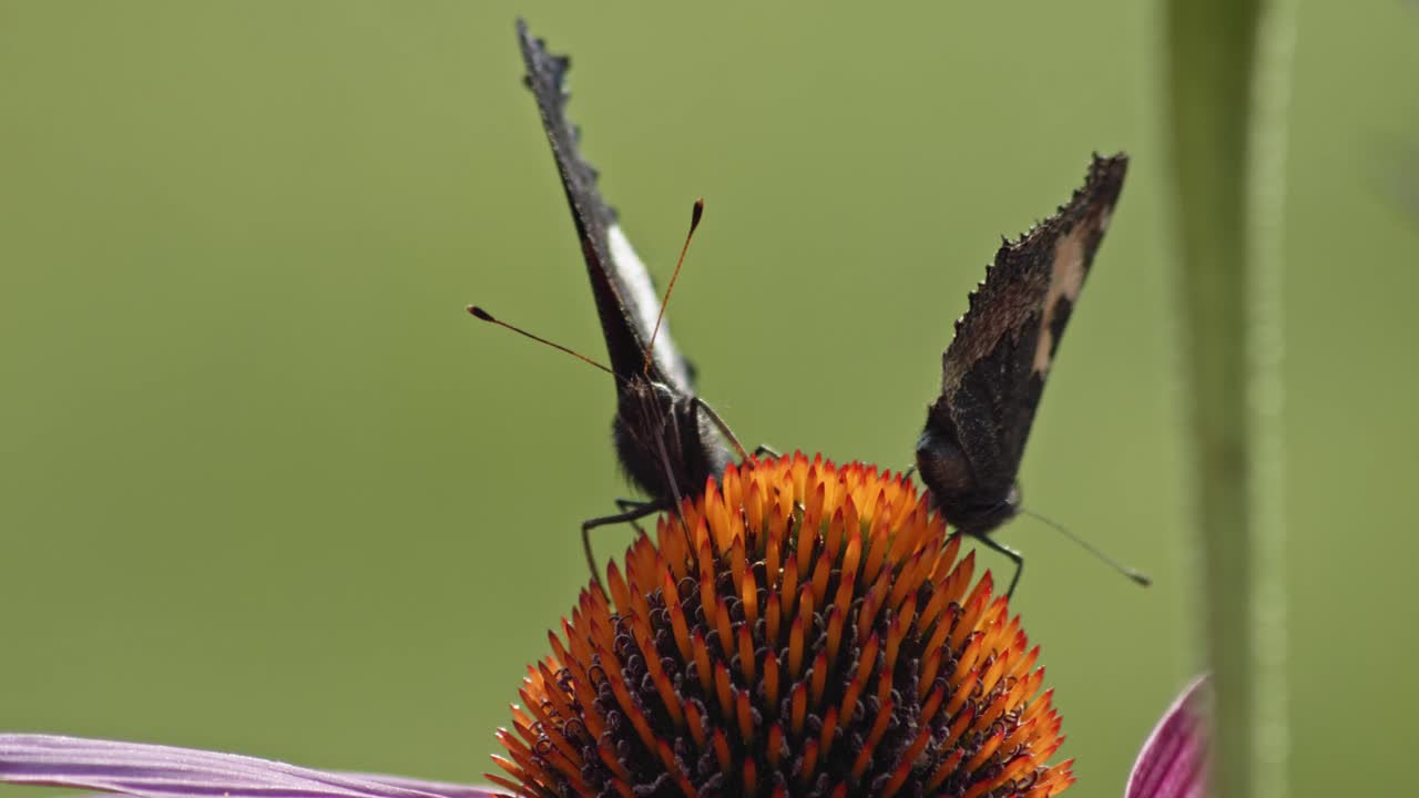 dos mariposas comiendo néctar de equinácea púrpura - macro