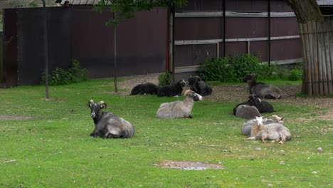 a herd of jamtland goats laying down and grazing on grass in sweden