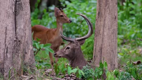 El-Ciervo-Del-Campo-Es-Una-Especie-En-Peligro-De-Extinción-Debido-A-La-Pérdida-De-Hábitat-Y-La-Caza