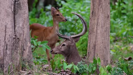 el ciervo del campo es una especie en peligro de extinción debido a la pérdida de hábitat y la caza