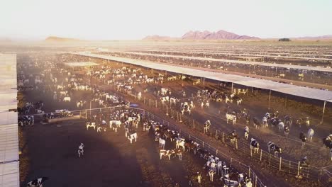 an aerial rising shot over vast stockyards of beef cattle in the american west