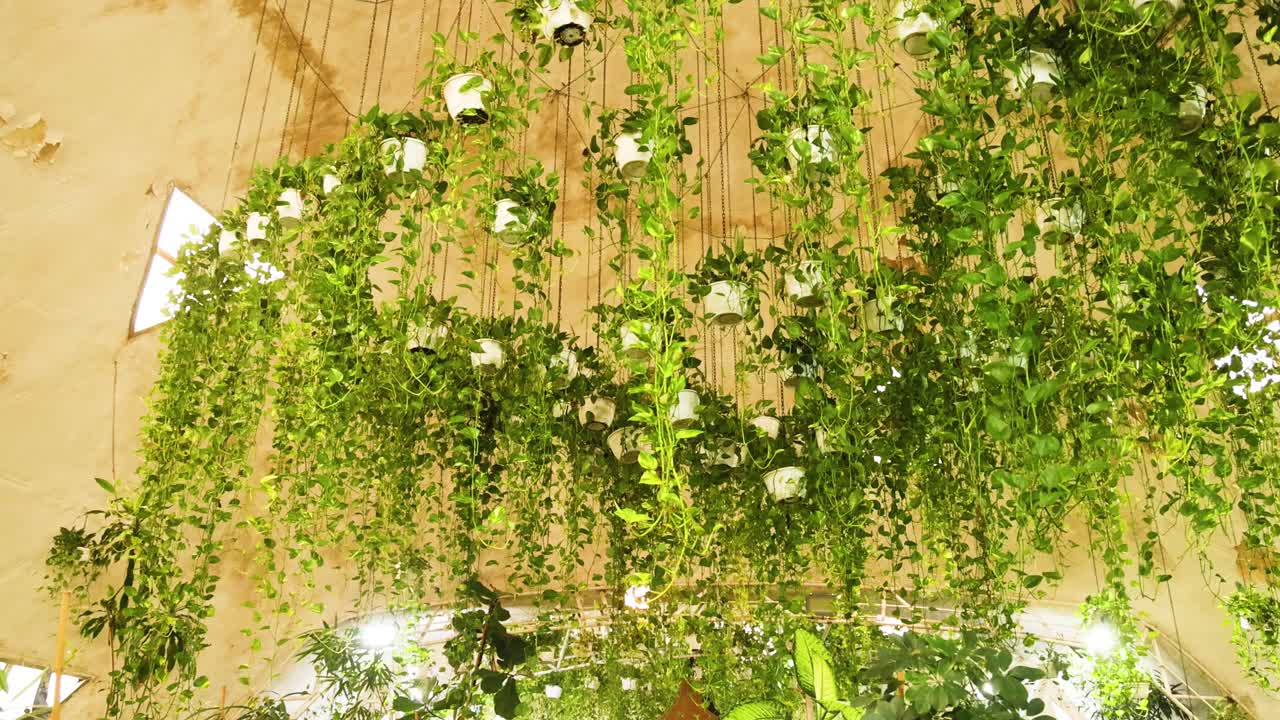 천장 에서 매달린 푸른 식물 들