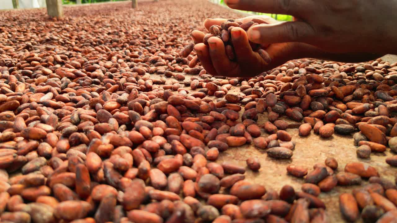 Dark male hand mixing and picking up cocoa beans inside a drying shelter. Sao Tome,Africa