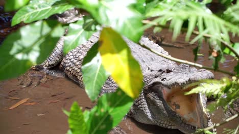 Close-up-shot-of-The-crocodile-is-in-the-water-with-it's-mouth-open