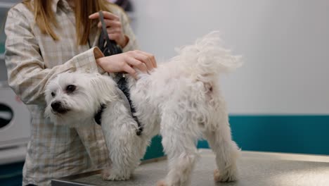 Close-up-of-a-blonde-girl-with-a-white-checkered-shirt-petting-her-white-dog-in-a-veterinary-clinic-after-an-examination