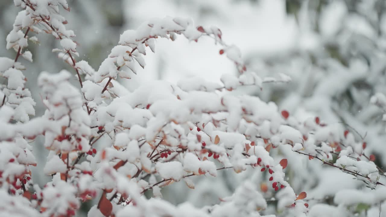 Red berries and leaves on slender branches are delicately dusted with the first snow, captured in a close-up parallax shot