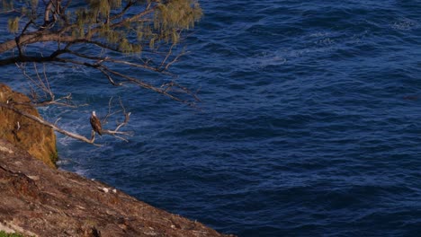 Ruhige-Landschaft-Mit-Ozean-Und-Seeadler,-Die-Tagsüber-Auf-Den-Zweigen-Am-South-Gorge-Beach,-North-Stradbroke-Island,-Queensland,-Australien-Sitzen---Breite-Aufnahme