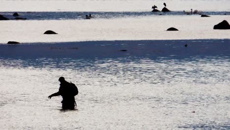 Fisherman-is-Fly-Fishing-for-Trout-in-Saltwater-at-Sunset-with-Birds-in-the-Background