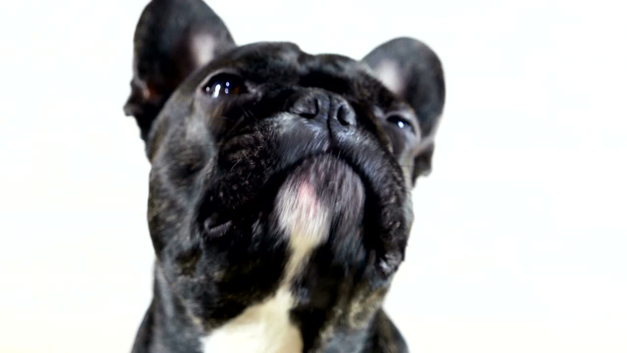 animal dog french bulldog close-up portrait