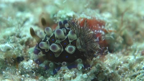 Mancha-Azul-Denddrodoris-Denisoni-Nudibranquio-Branquias-Plumosas-Se-Balancean-En-La-Corriente