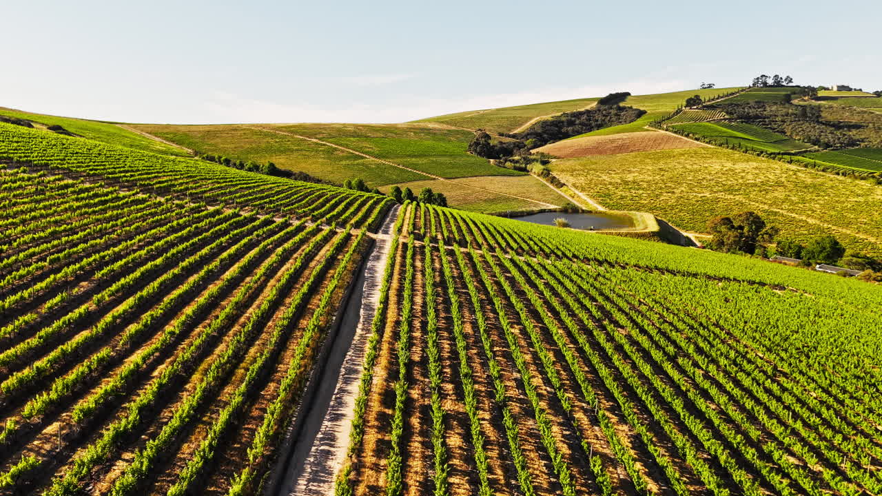 Vista aerea di filari di vigneti verdi su dolci colline