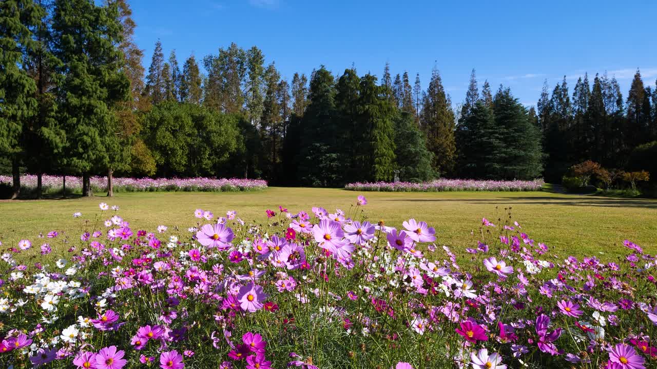 상하이 bingjiang 숲 공원에서 바람이 부는 은 날에 아름다운 cosmos bipinnata (coreopsis) 꽃 필드, 4k 느린 동작 영상 loopable 효과.