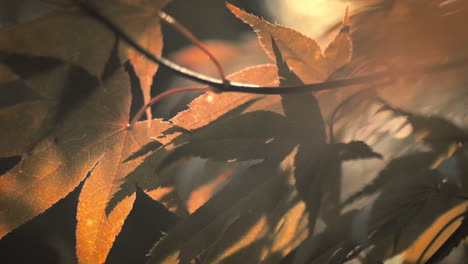 macro shot of maple leaf veins and cells with warm colors and blurry bokeh in slow motion