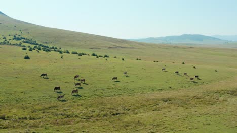 herd of cows grazing on a green field