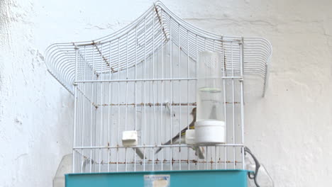 bird in a cage