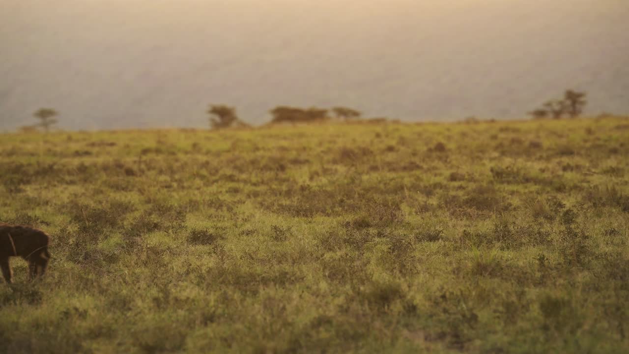 Slow Motion Shot of African Wildlife Hyena in Maasai Mara National Reserve walking across the empty plains of Kenya, Africa Safari Animals in Masai Mara North Conservancy