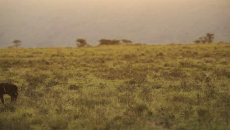 slow motion shot of african wildlife hyena in maasai mara national reserve walking across the empty plains of kenya, africa safari animals in masai mara north conservancy