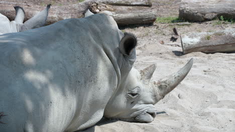 sleepy white rhinoceros resting in sandy area during hot summer day,close up