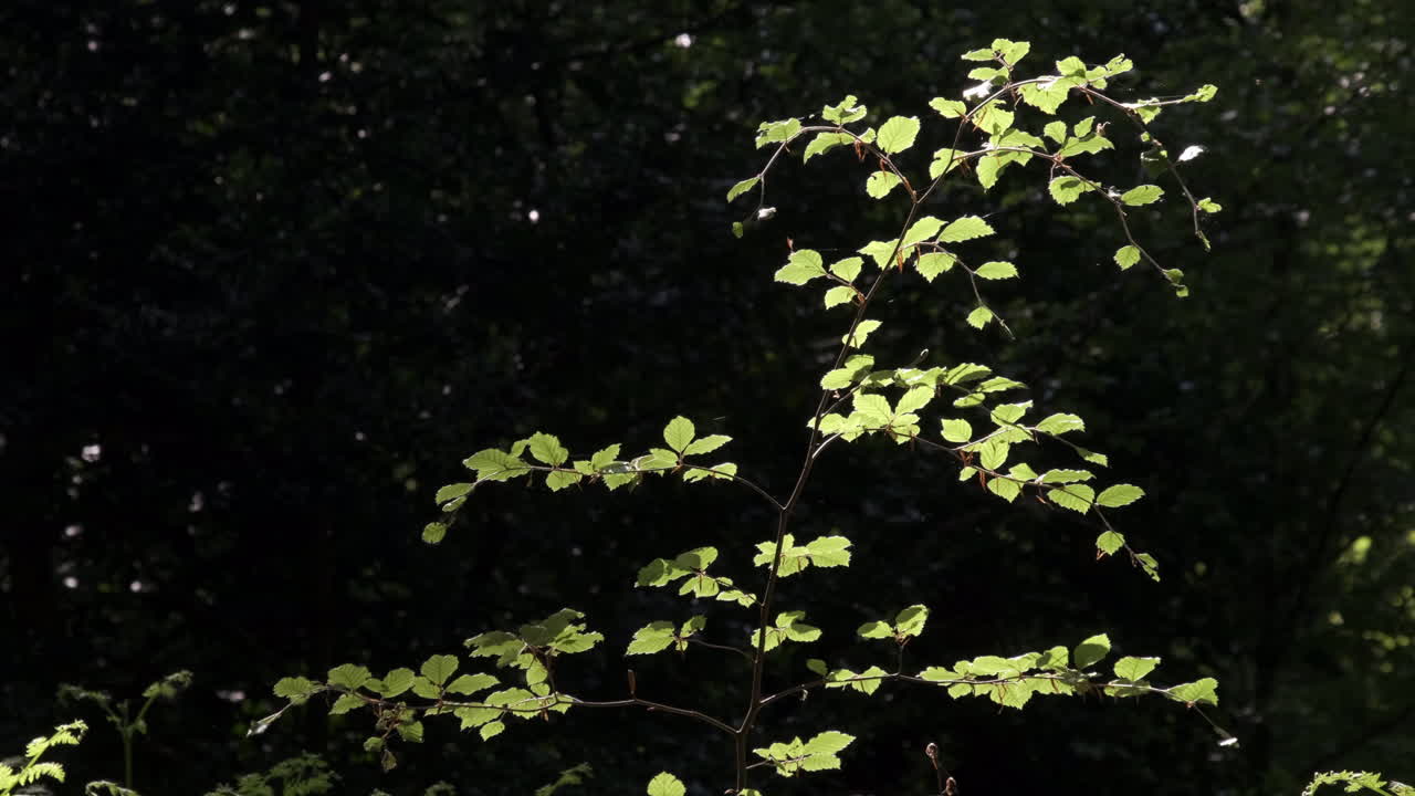 la luz del sol de la tarde proyecta sombras en la luz moteada en el crecimiento verde fresco de las hojas de haya en un bosque oscuro en worcestershire, inglaterra