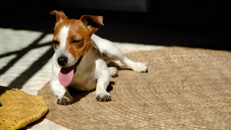 handsome jack russel panting as its basking in sunshine on mat