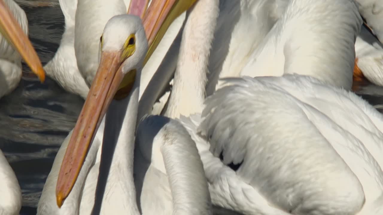 Pelícanos vivendo, voando e nadando na pequena cidade de Petatán, México, perto do lago Chapala