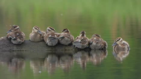 beautiful whistling duck baby's in water