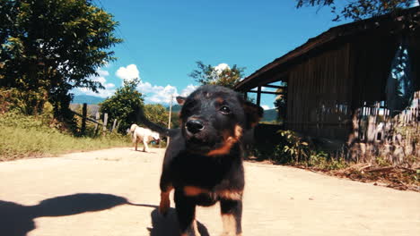 Filmischer-Süßer-Wilder-Streunender-Hundewelpe-In-Zeitlupe