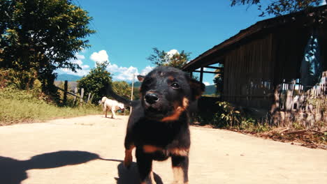 cinematic cute wild stray dog puppy in slow motion