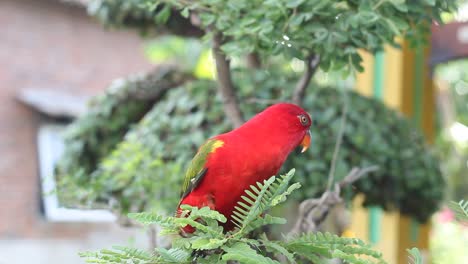 red parrot is looking for food in the tree