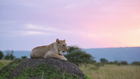 slow motion of lion in kenya, lioness under beautiful pink and purple dramatic sunset sky and clouds, sitting on termite mound in africa at sunrise in the morning alone, africa safari wildlife