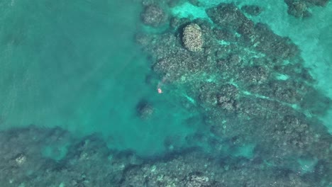 drone zooming in on a hawaiian green sea turtle defecating into the pacific ocean