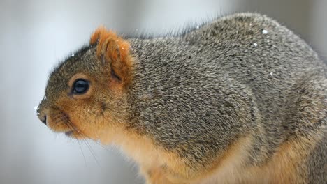 fox squirrel on a snowy day