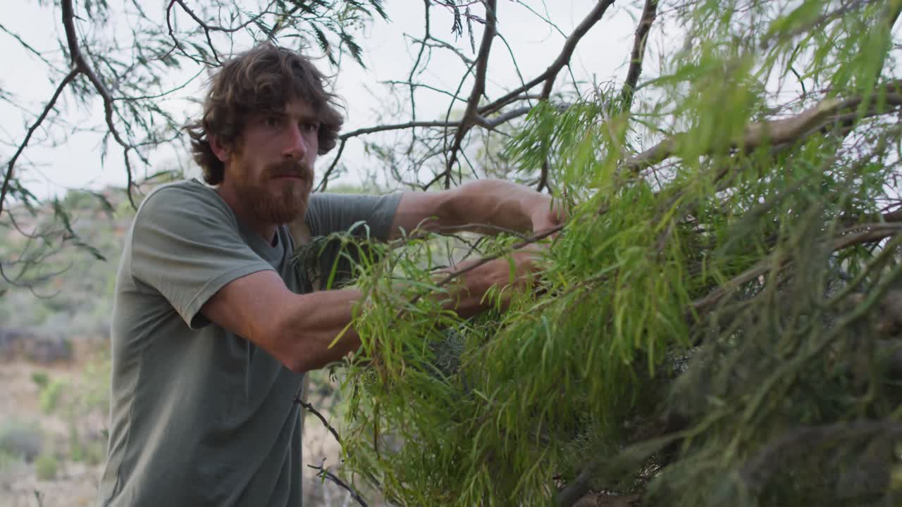 hombre caucásico barbudo de supervivencia que mueve ramas de árboles para hacer refugio en el campamento en el desierto