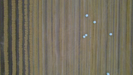 Top-down-aerial-view,-round-bales-in-a-field