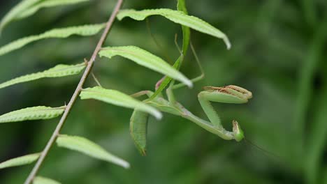 mantis religiosa, rhombodera megaera, tailandia