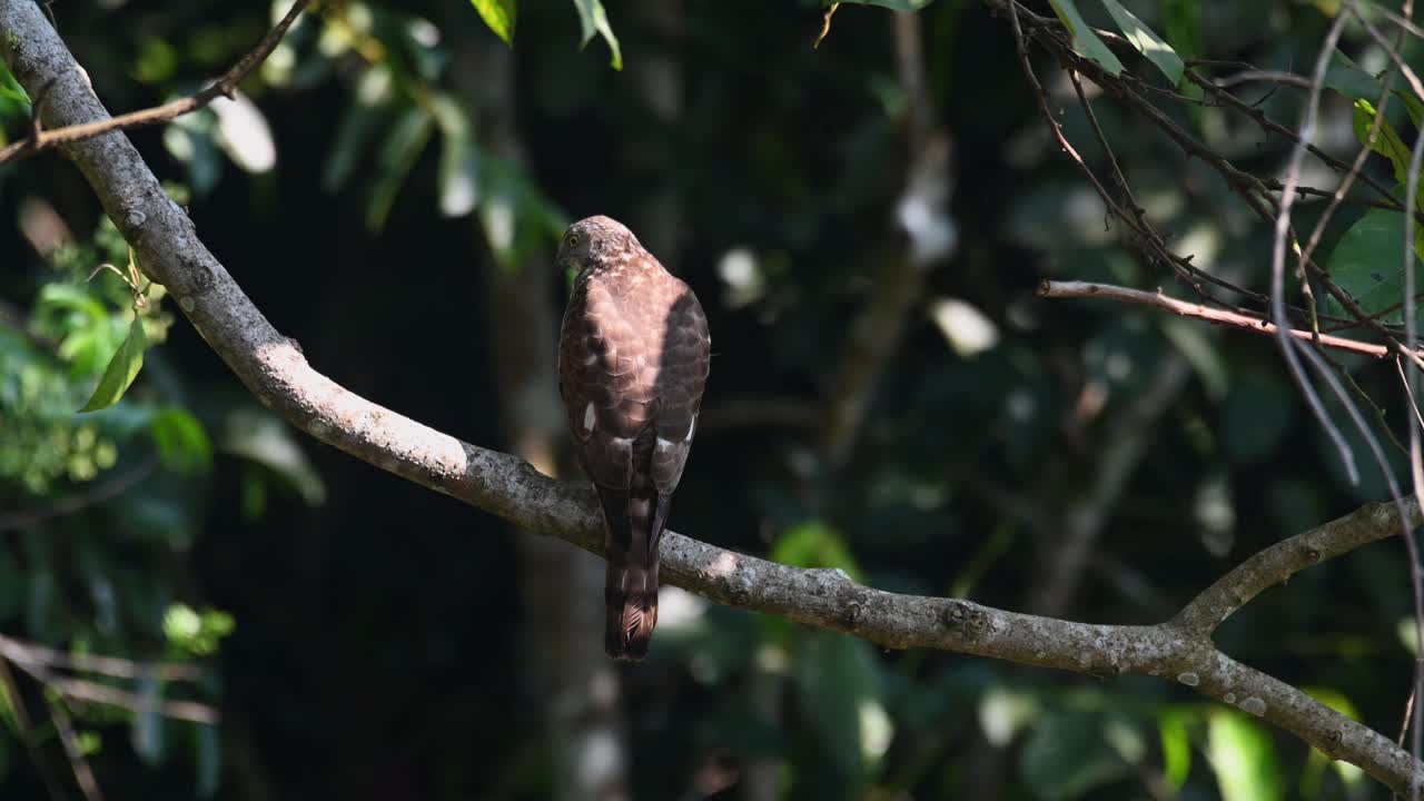 shikra, accipiter badius, parque nacional khao yai, tailandia