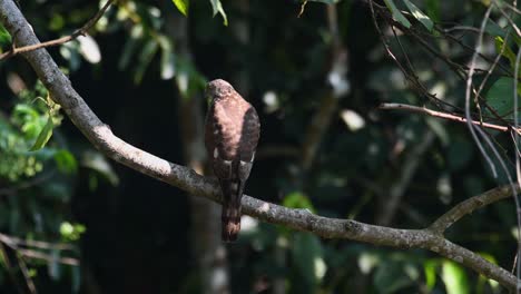 Shikra,-Accipiter-Badius,-Nationalpark-Khao-Yai,-Thailand