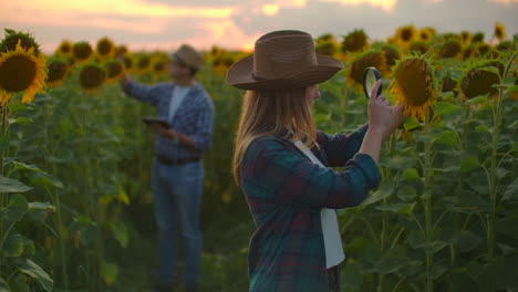 Eine-Junge-Frau-Und-Ein-Junger-Mann-Untersuchen-Bei-Sonnenuntergang-Mit-Einer-Lupe-Eine-Sonnenblume-Auf-Dem-Feld.-Sie-Schreiben-Ihre-Grundlegenden-Eigenschaften-Auf-Ein-Tablet.