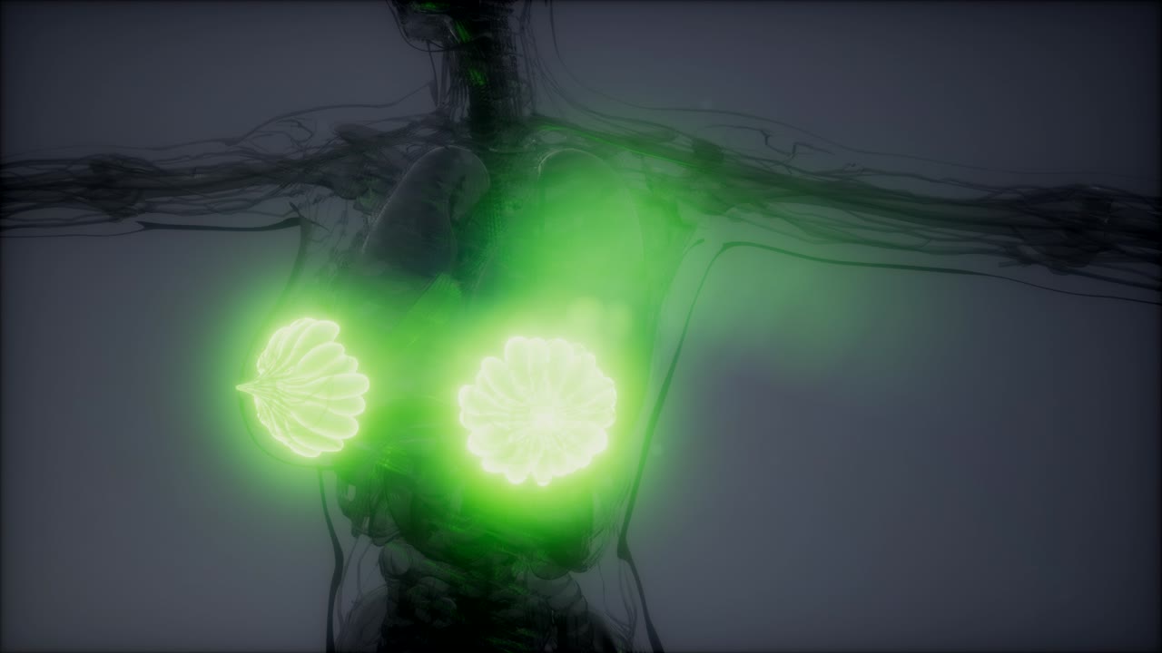 비만 여성의 유방선에 대한 의학적으로 정확한 그림