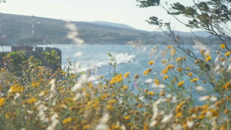 Vibrant-wildflowers-and-grass-bloom-along-shoreline-Rack-focus-sea