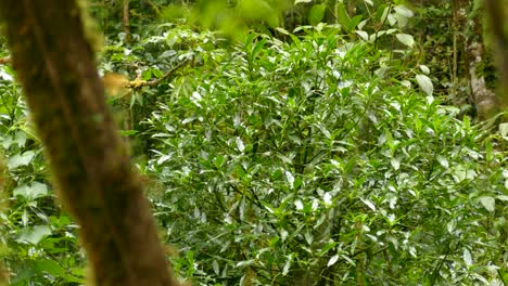 small tropical birds jumping from branch to branch in thick tropical bush