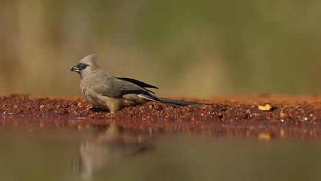 a close full body shots of speckled mousebirds and a dark-capped bulbul drinking from a waterhole, greater kruger