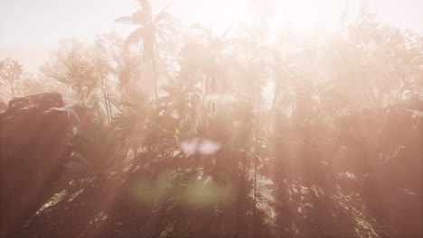 Sunset-Beams-through-Palm-Trees