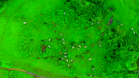 cabra comiendo hierba en drone jungal haciendo close