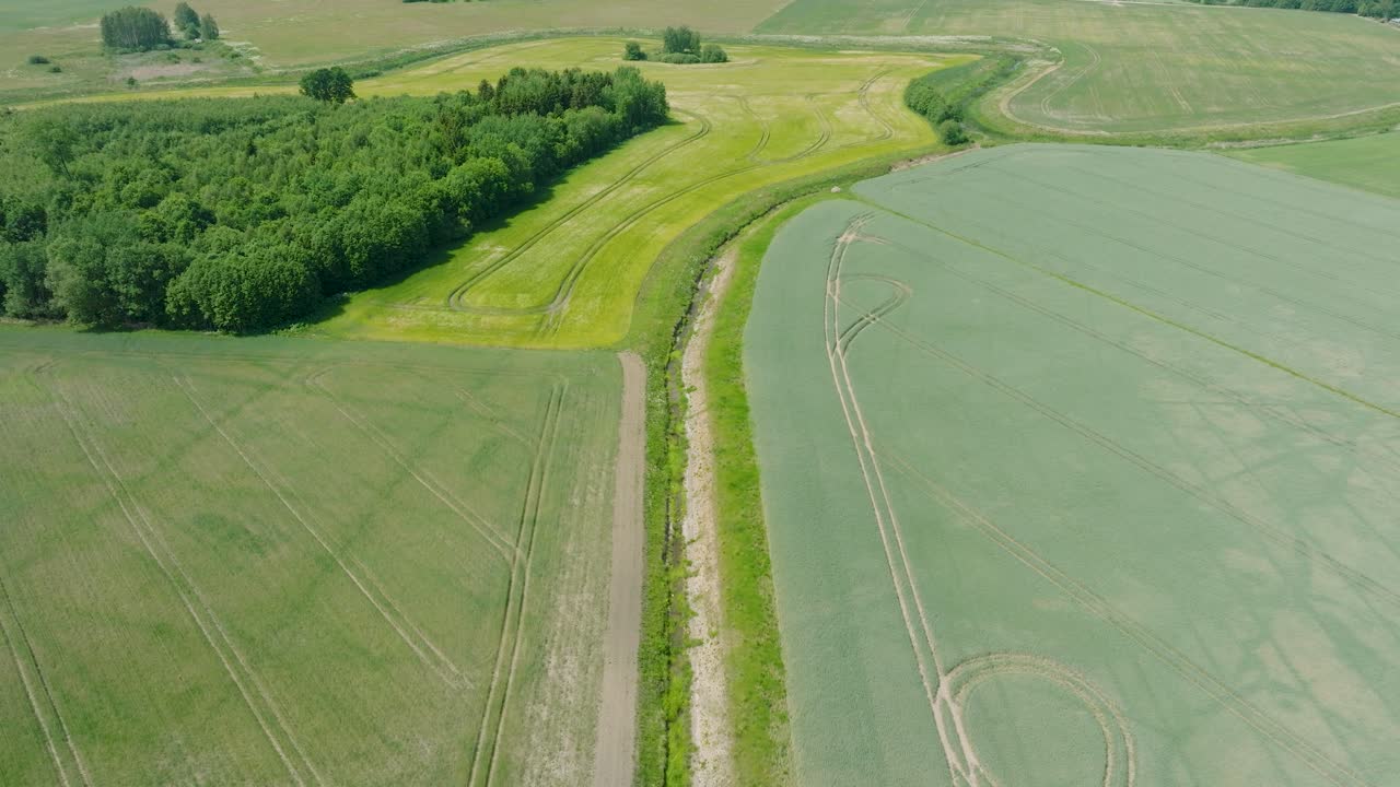 vista aérea a vista de pájaro del campo de grano en maduración, agricultura orgánica, paisaje rural, producción de alimentos y biomasa para un manejo sostenible, día soleado de verano, disparo de avión no tripulado hacia adelante inclinado hacia abajo