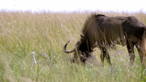 Statische-Aufnahme-Eines-Gnus,-Das-Auf-Dem-Langen-Gras-In-Den-Afrikanischen-Ebenen-Weidet