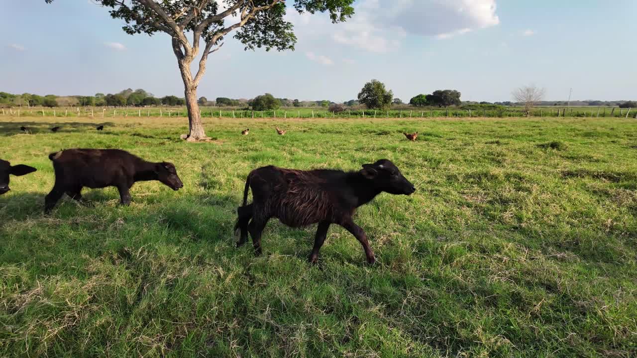 Un momento di tranquillità cattura una piccola mandria di giovani bufali che pascolano pacificamente in un vasto campo verde durante una splendida alba